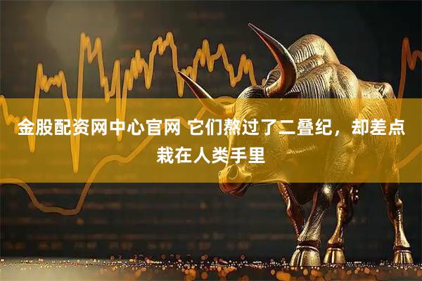 金股配资网中心官网 它们熬过了二叠纪，却差点栽在人类手里